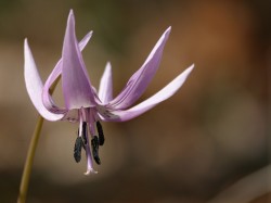 佐野かたくりの里