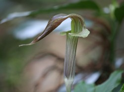 筑波山のまむしぐさ