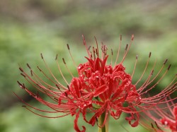 巾着田の曼珠沙華