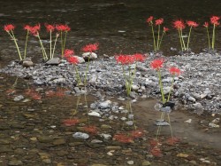 巾着田の曼珠沙華