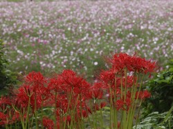 巾着田の曼珠沙華とコスモス
