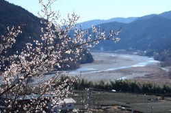 2010.2.20大井川の梅風景