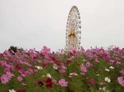 2003.10 茨城 国営ひたち海浜公園