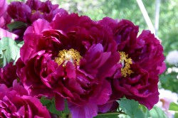 2004.4 秋葉三尺坊大権現 牡丹の花