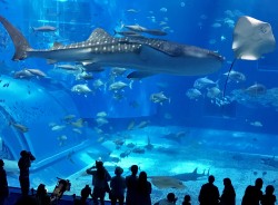 2017.5 沖縄 美ら海水族館