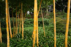 キンメイモウソウチク