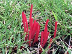 ベニセンコウタケ_2014.9.9しらこばと公園テニスコート